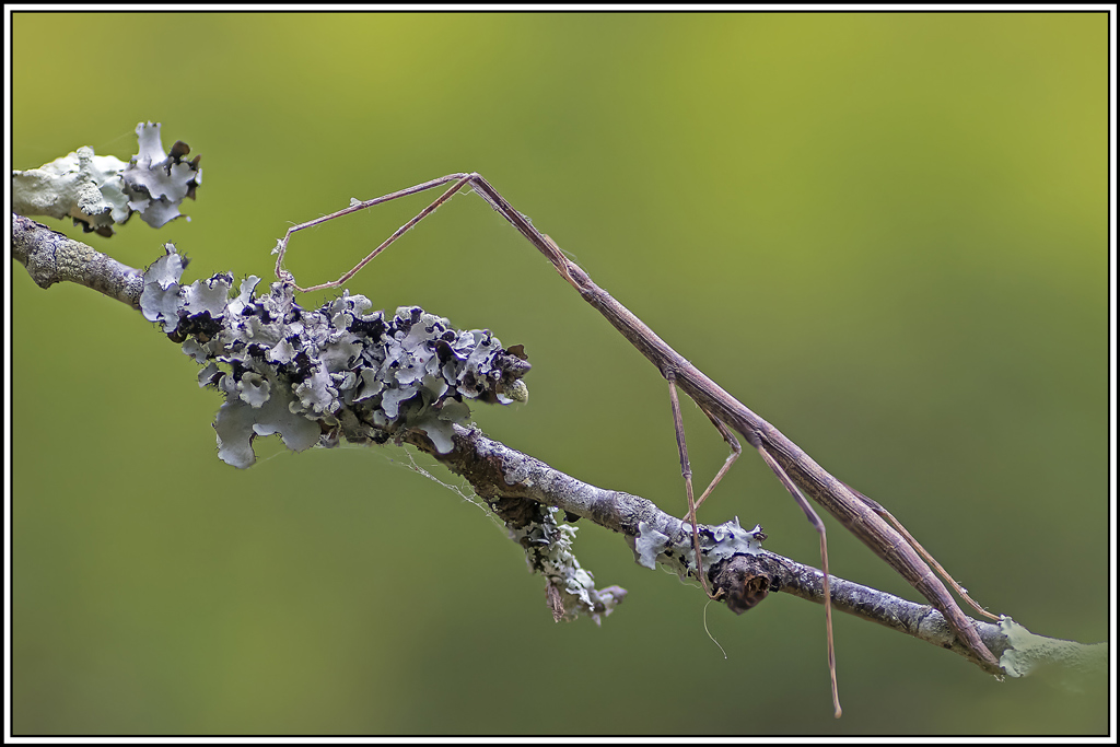 phasme-gaulois(clonopsis-gallica)(5_8).jpg