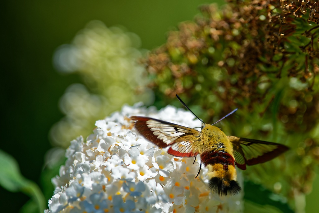 DSC_1592_DxO.jpg