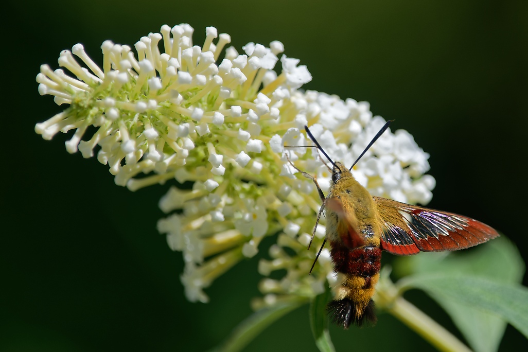 DSC_1597_DxO.jpg