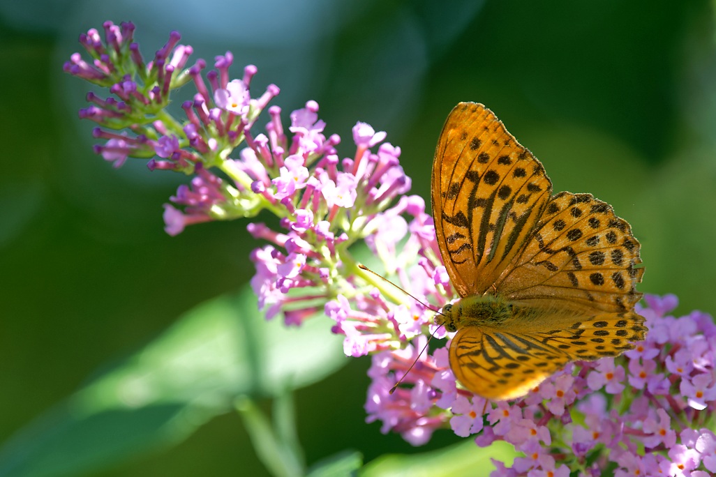 DSC_1611_DxO.jpg