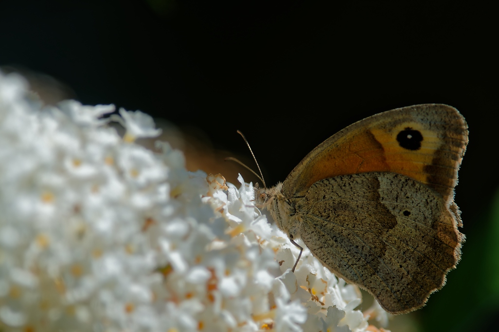 DSC_1621_DxO.jpg