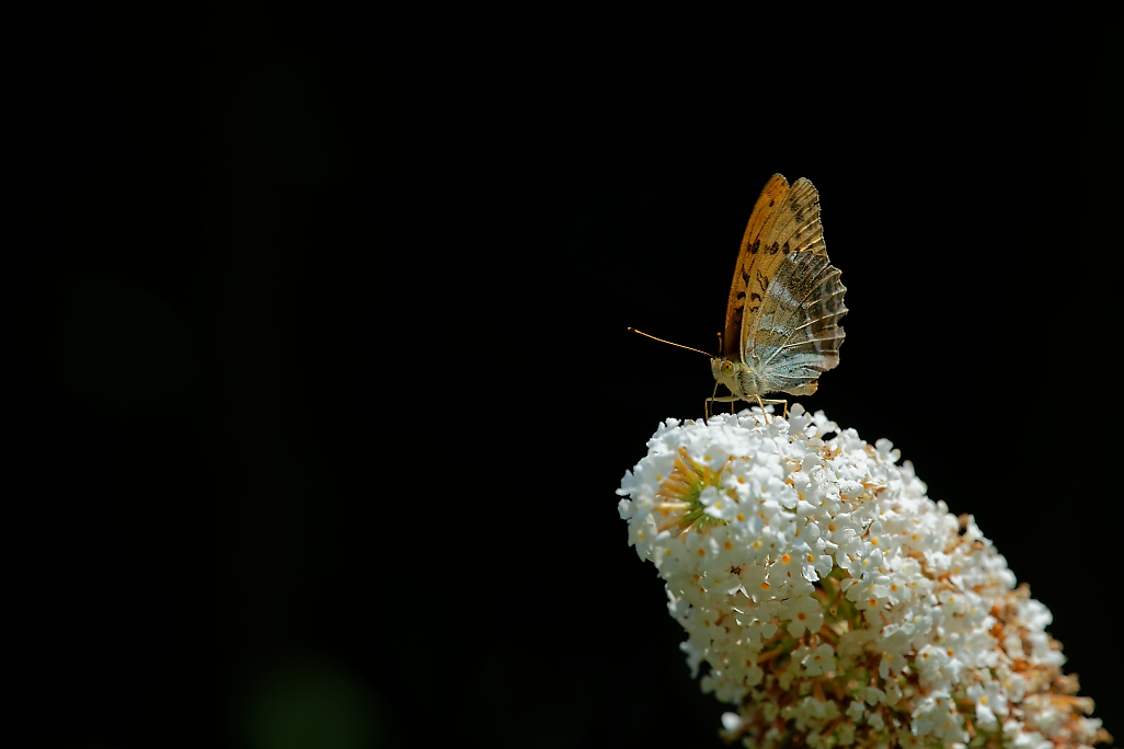 DSC_1687_DxO.jpg