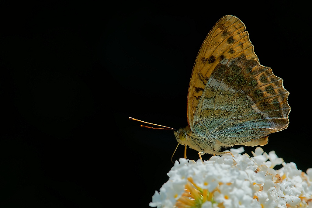 DSC_1688_DxO.jpg