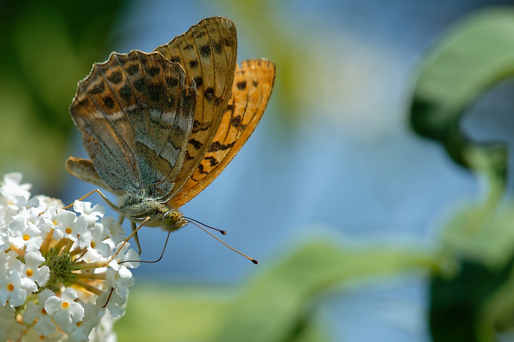 DSC_1698_DxO.jpg