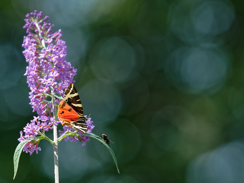 DSC_1758_DxO.jpg