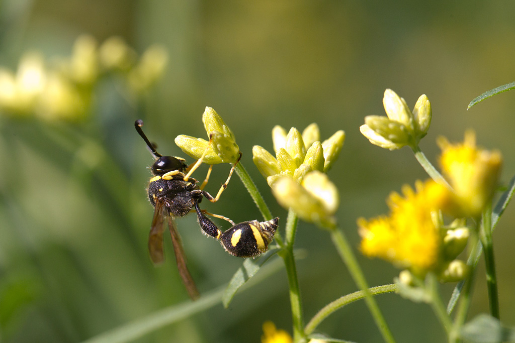 Eumenes coarctatus 5.jpg