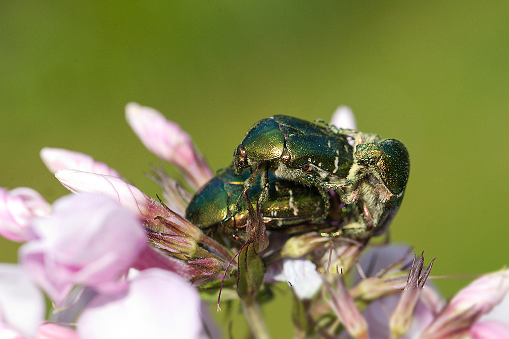 La cétoine dorée - Cetonia aurata.jpg