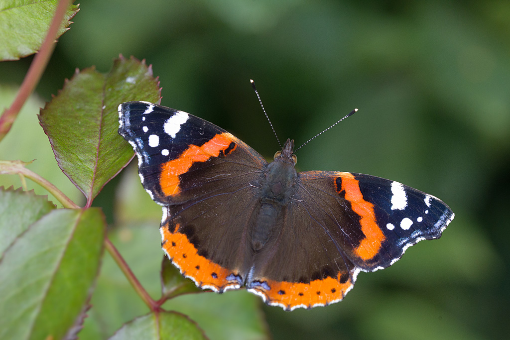 Vanessa atalanta.jpg