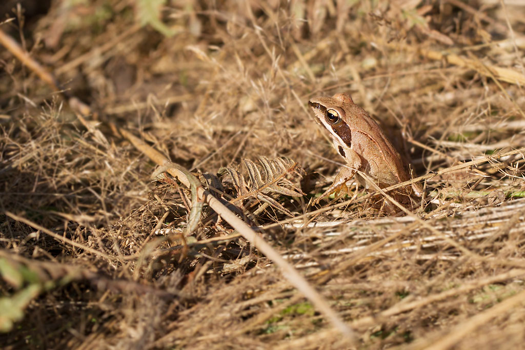 Rana dalmatina - grenouille agile.jpg