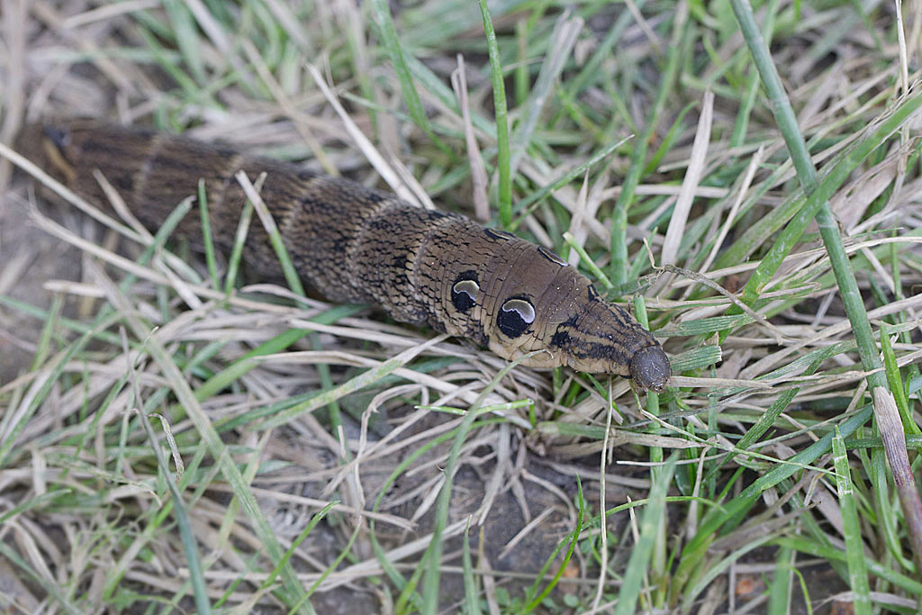 Le Grand sphinx de la vigne (Deilephila elpenor).jpg