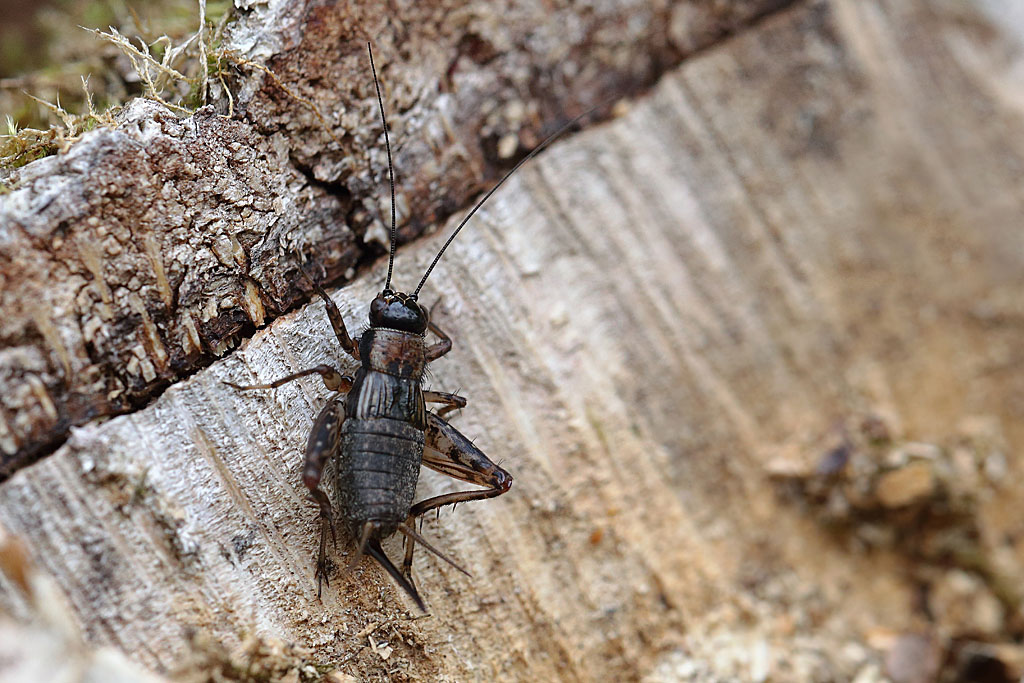 Nemobius sylvestris, le grillon des bois.JPG