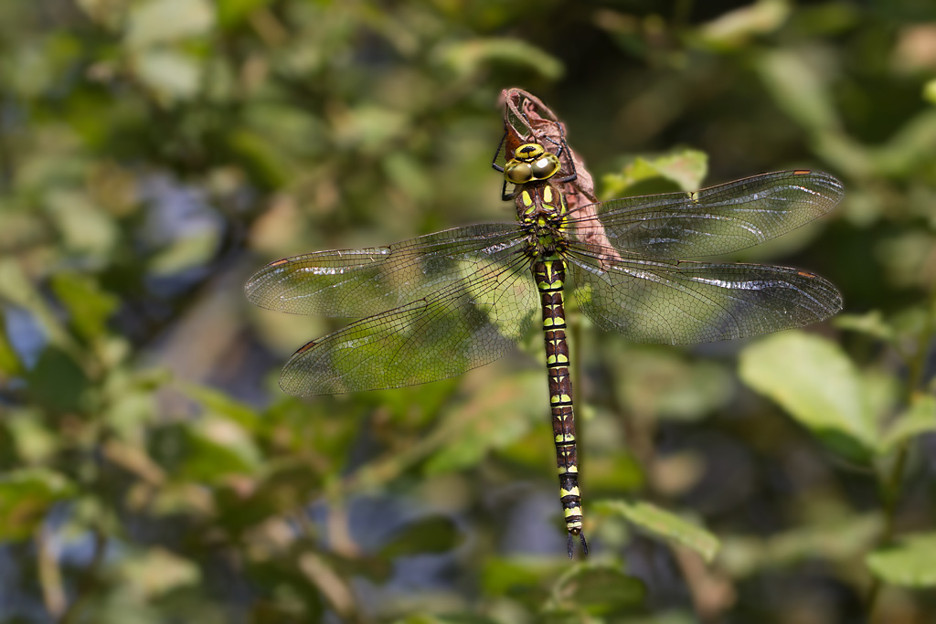 Aeshna cyanea.jpg
