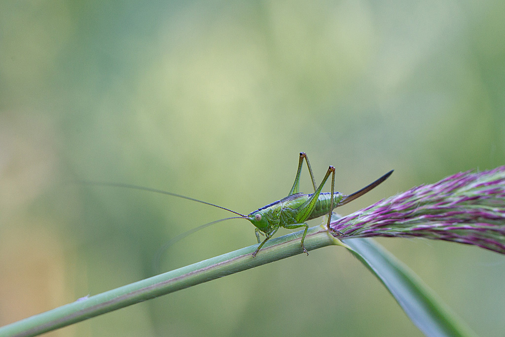 Conocephalus fuscus  - Conocéphale bigarré 1.jpg