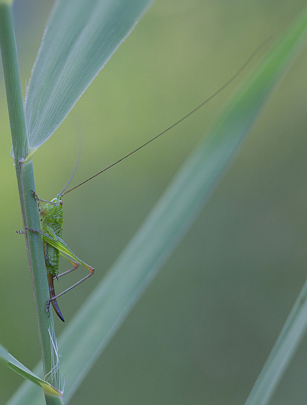 Conocephalus fuscus  - Conocéphale bigarré 2.jpg