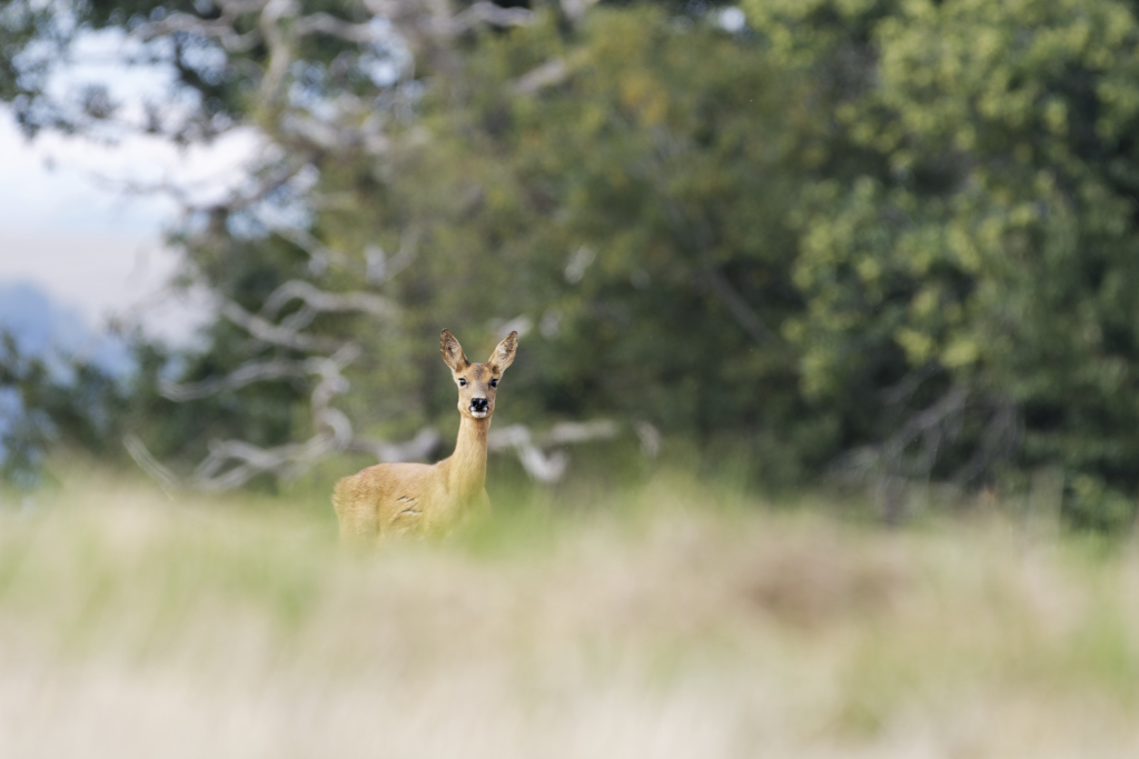 _DSC3087_DxO.jpg