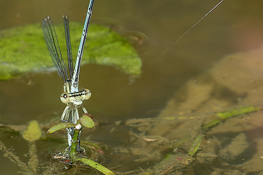 DSC_1537_DxO-1.jpg