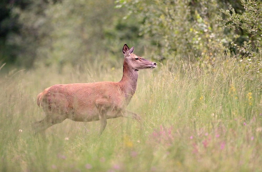 IMG_1060 biche 1000.jpg
