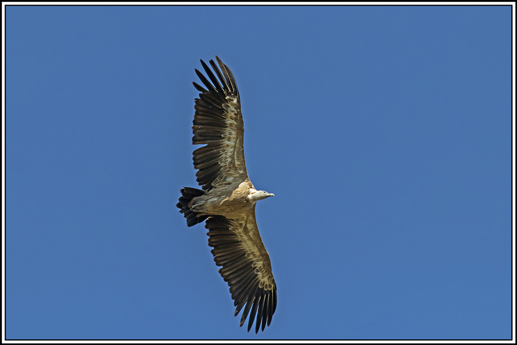 vautour-fauve(220).jpg