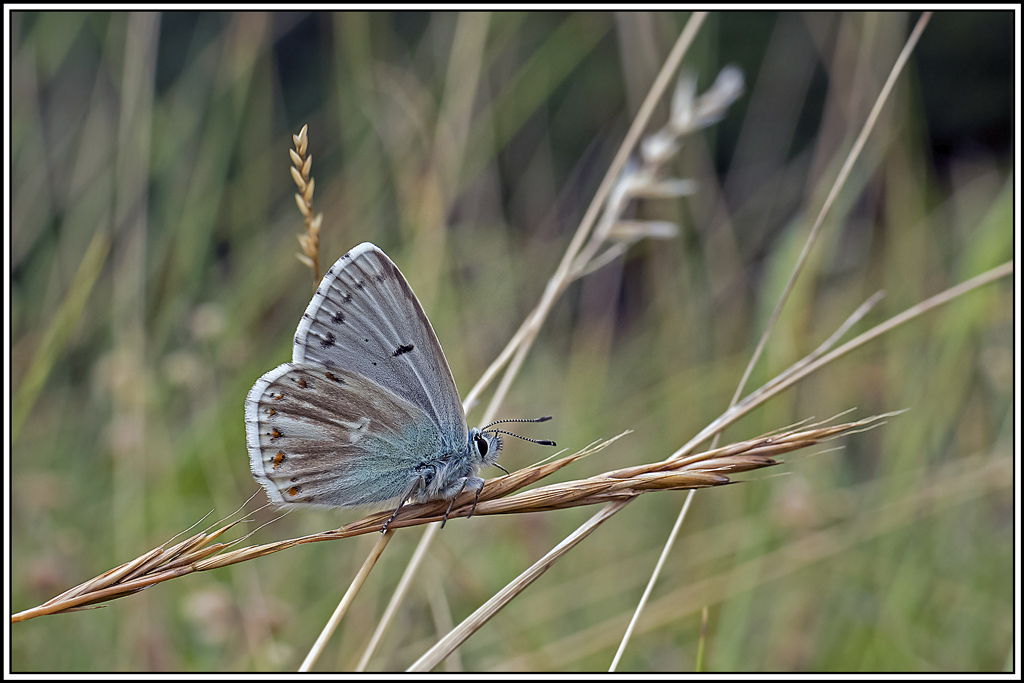 argus-bleu-nacre(lysandra-coridon)(1).jpg