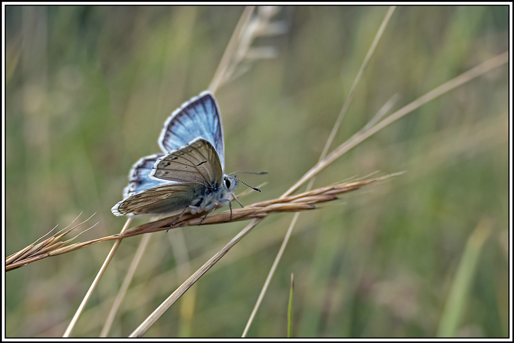 argus-bleu-nacre(lysandra-coridon)(2).jpg