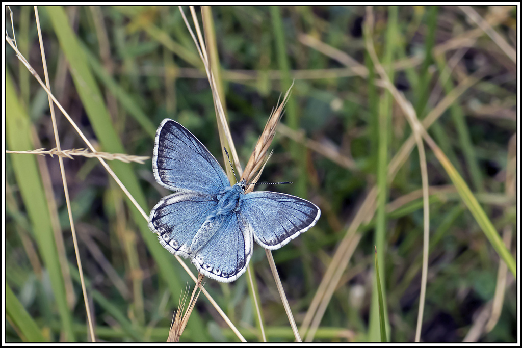 argus-bleu-nacre(lysandra-coridon)(3).jpg