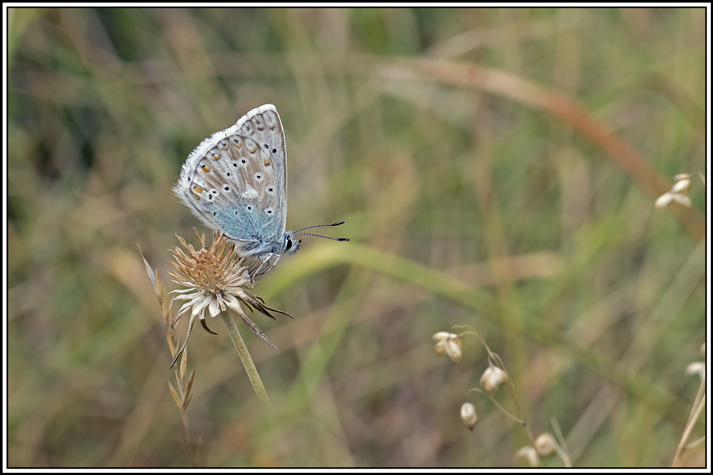 argus-bleu-nacre(lysandra-coridon)(5).jpg