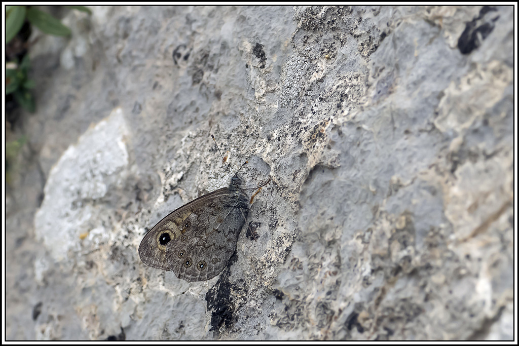 gorgone(lasiommata-petropolina)(1).jpg