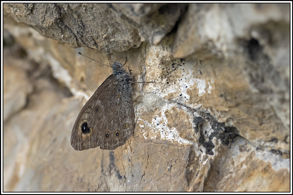 gorgone(lasiommata-petropolina)(2).jpg