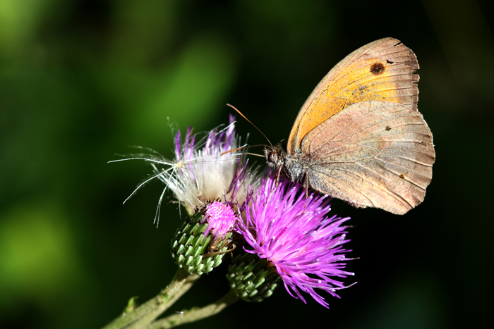Papillon-02.jpg