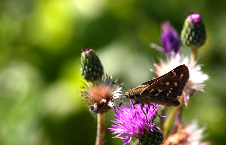 Papillon-03.jpg