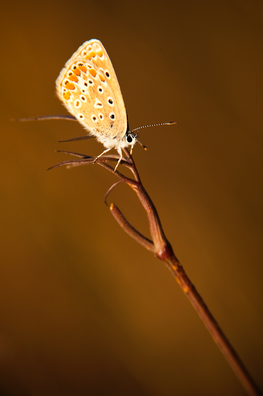 _MG_6346-g.jpg