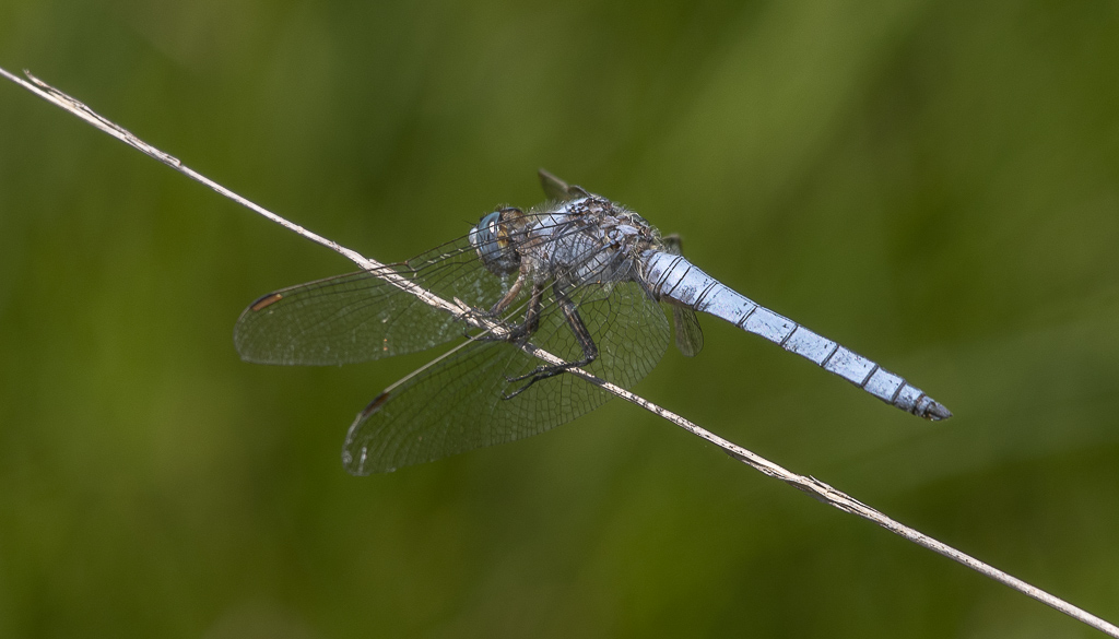 Libellule  Orthétrum brun-1.jpg