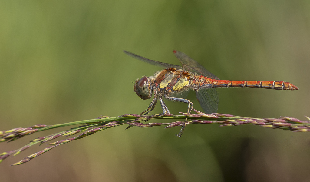 Libellule Sympétrum strié mâle (Sympetrum striolatum)-1 (1).jpg