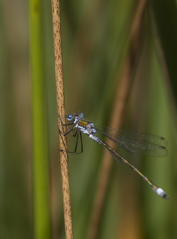 Libellule, Leste dryas mâle (1).jpg