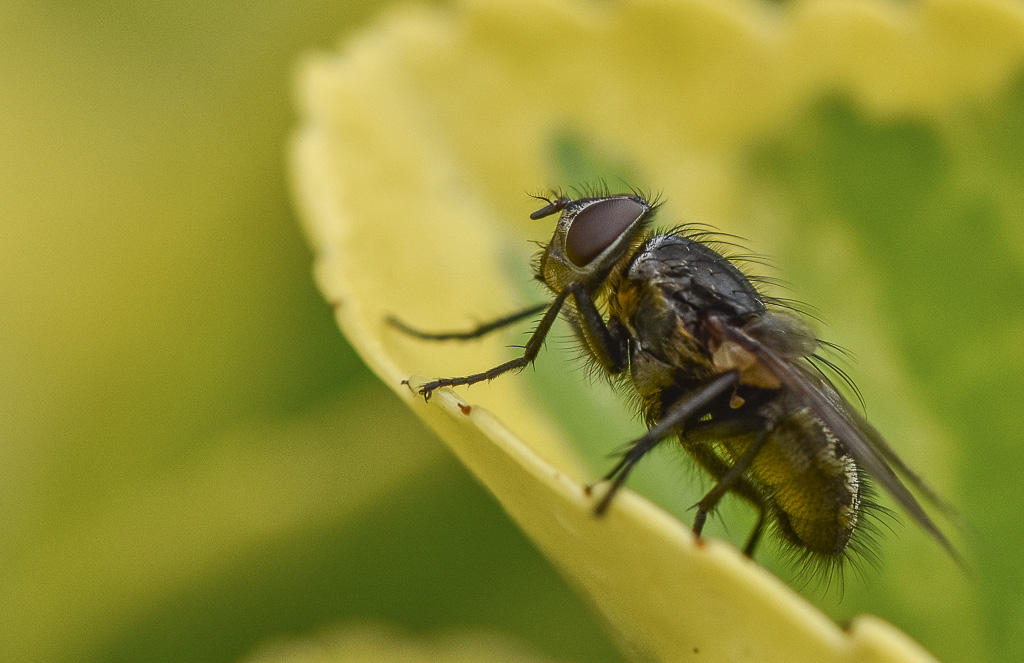 Mouche-1.jpg