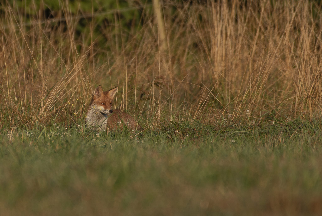 Renard-3.jpg