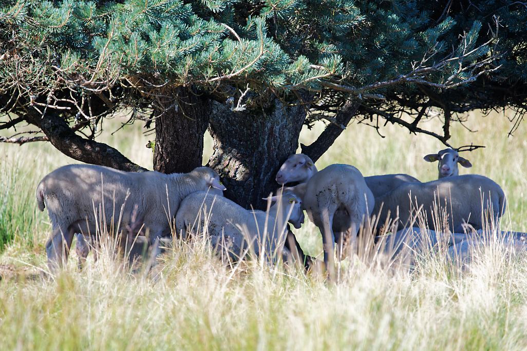 DSC_8184_DxO.jpg