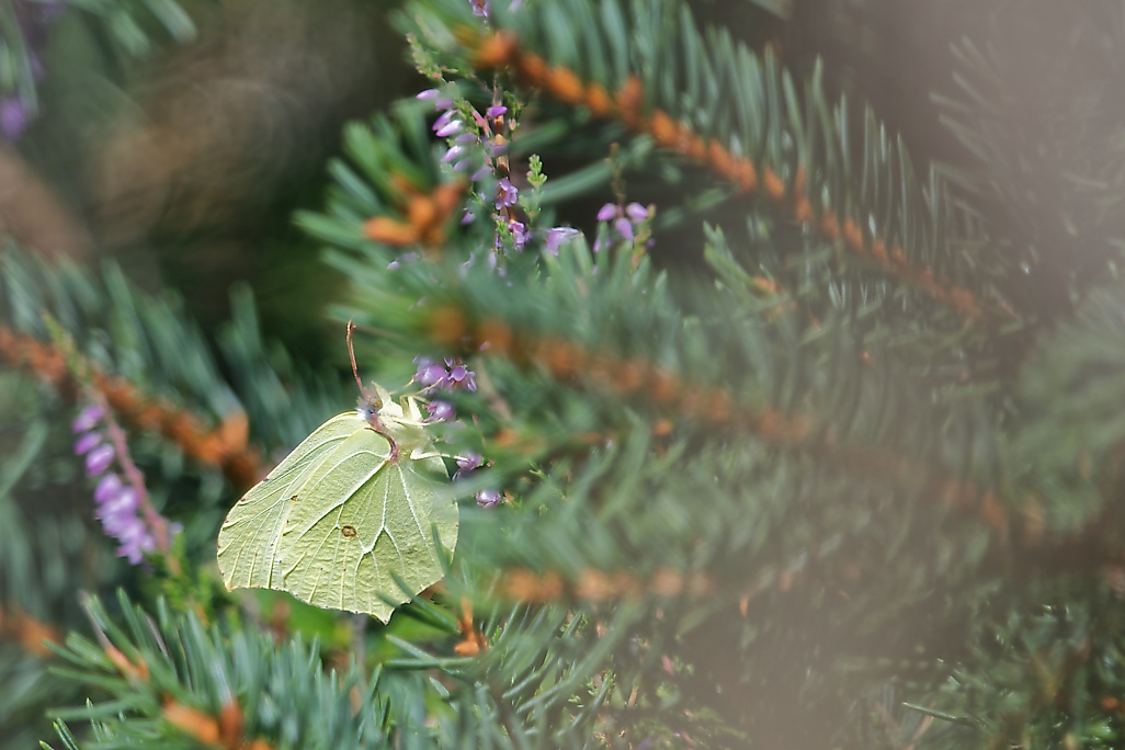 DSC_8232_DxO.jpg