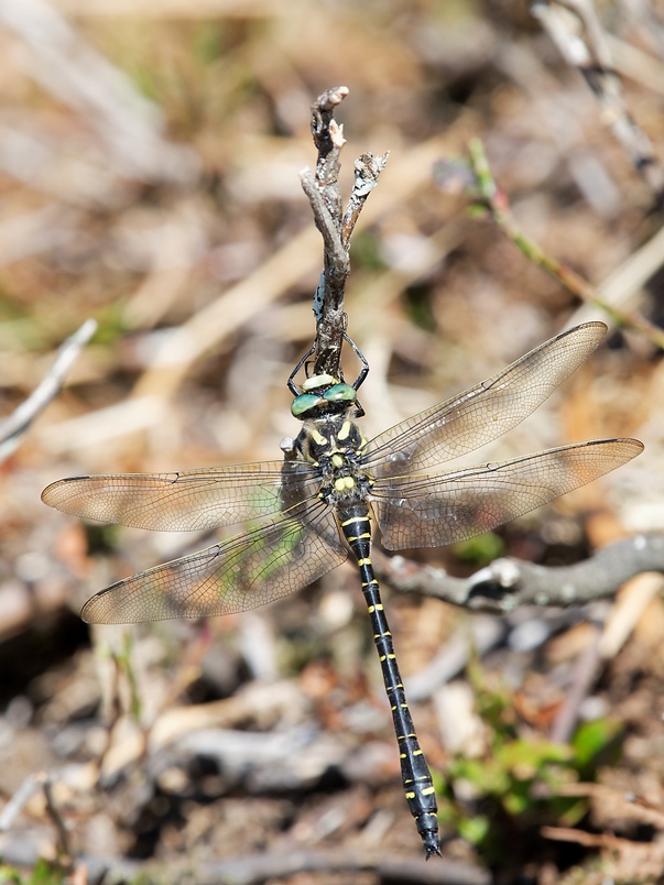 DSC_8237_DxO.jpg