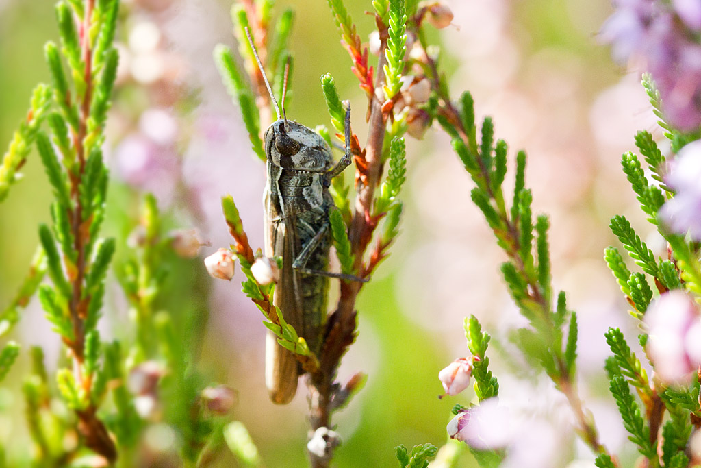 Chorthippus binotatus F 6.jpg