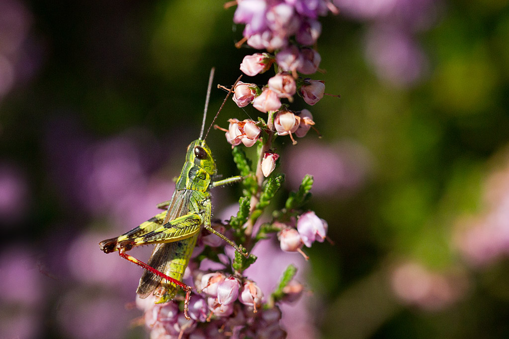 Chorthippus binotatus M 9.jpg