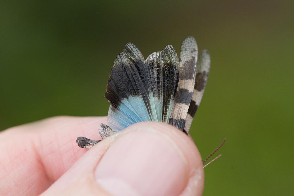 Oedipode turquoise - Oedipoda caerulescens 13.jpg