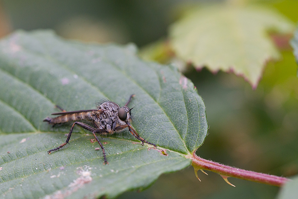 Rhagio scolopacea 6.jpg