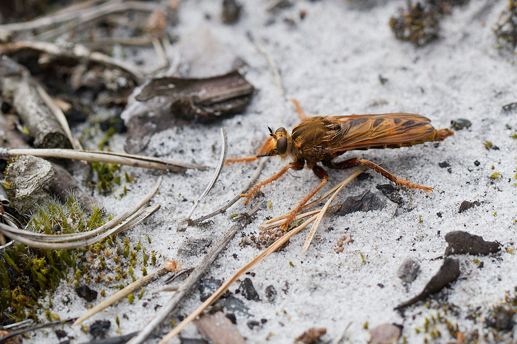Asilus  crabroniformis.jpg