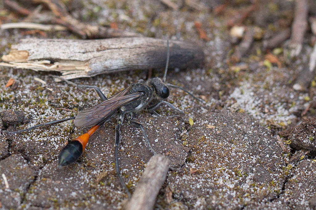Ammophila sabulosa ( Ammophile des sables ) 9.jpg