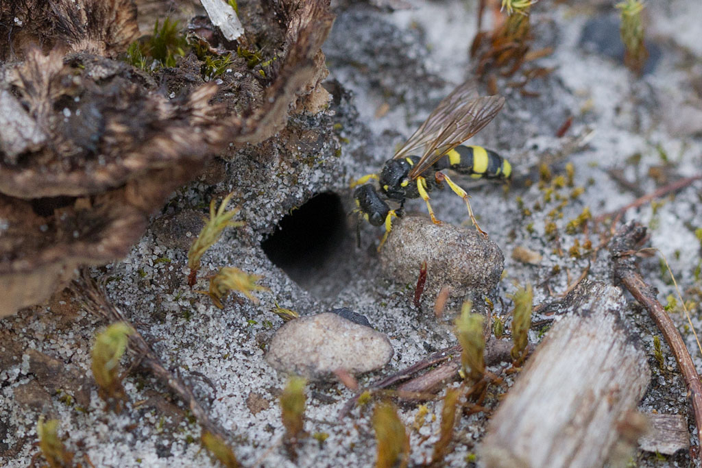 Cerceris rybyensis - le Cerecis commun 1.jpg