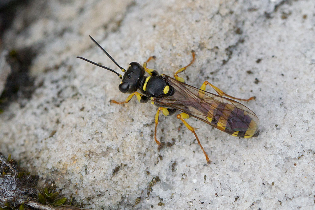 Mellinus arvensis 1.jpg