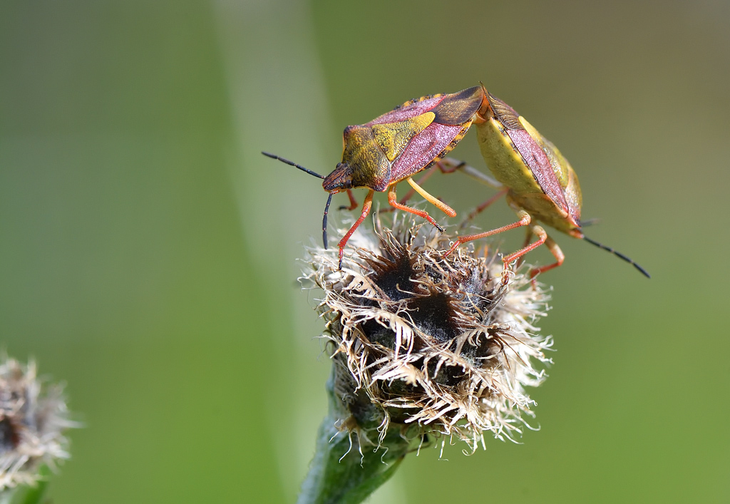 DS5_7556.jpg