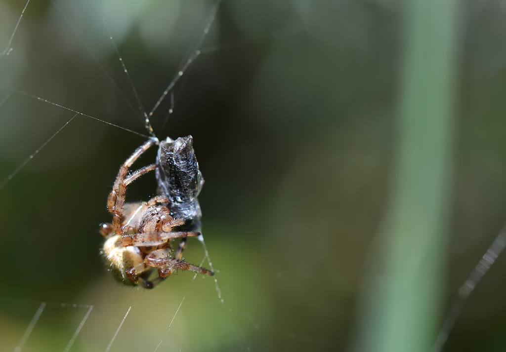 DS5_8968.jpg