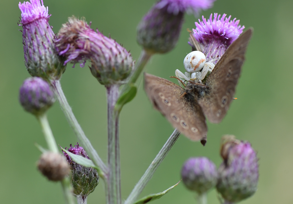 DS5_9292.jpg